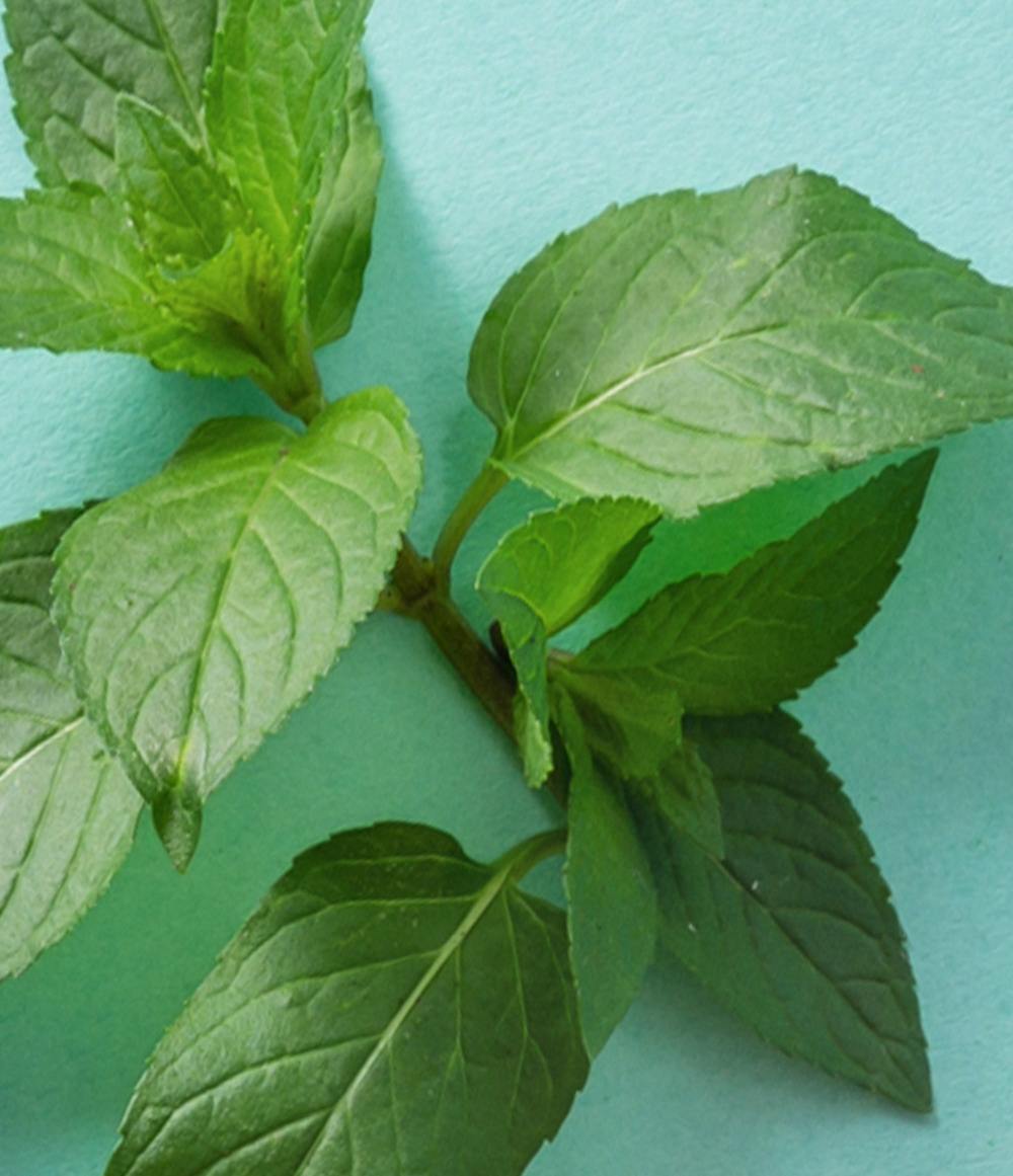 Sweet Mint Lip Balm - View 3